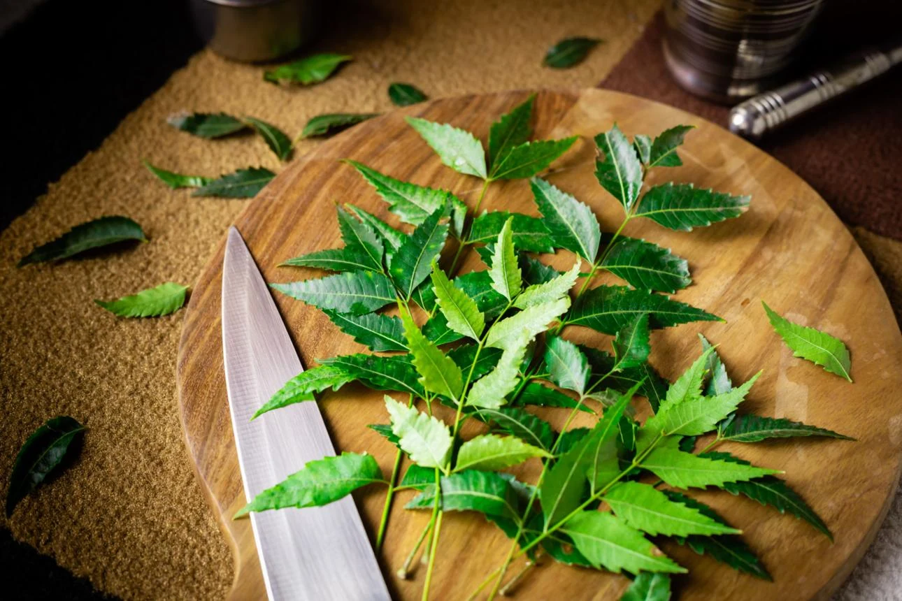 Agnihas Herb (Helicteres isora) used in Mal Mix